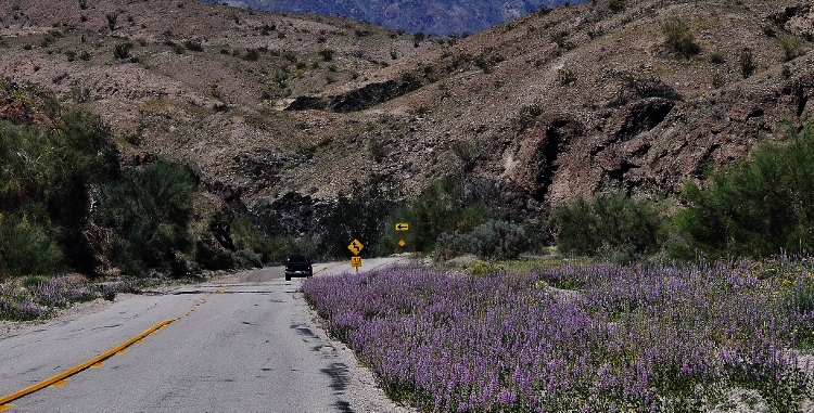 purple flowers on roadside among the hills